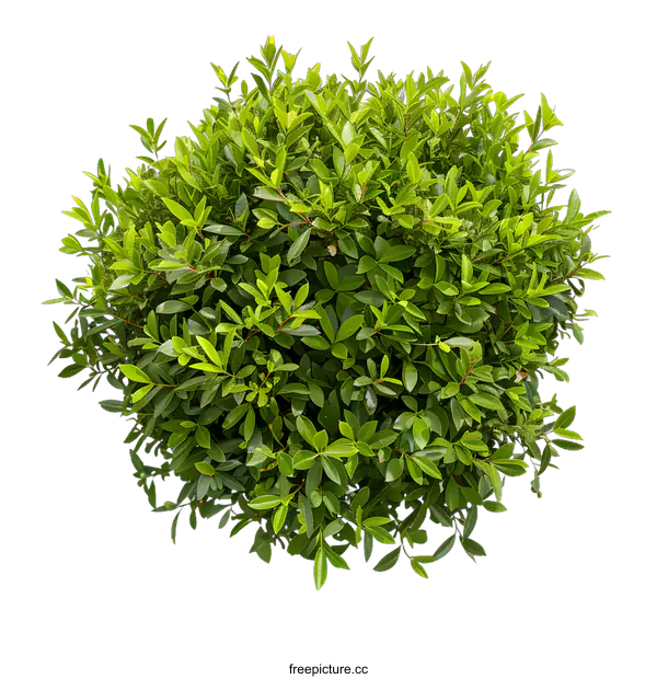 [Transparent Background PNG]Green Bush Isolated On White Background