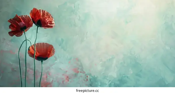 Three Red Poppies in Front of a Blue Backdrop