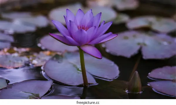 A vibrant purple lotus flower blooming in a calm pond