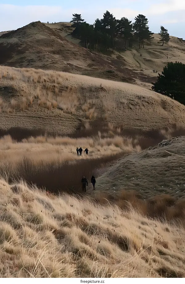 Walking through the Grassy Hills in Winter
