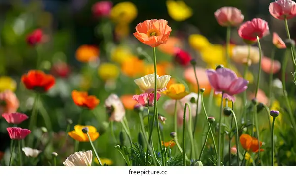 Colorful Poppy Flowers in a Meadow