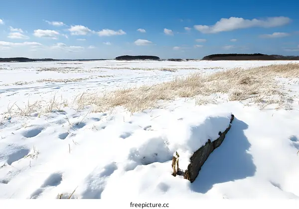 Snowy Field Landscape with a Log in the Foreground
