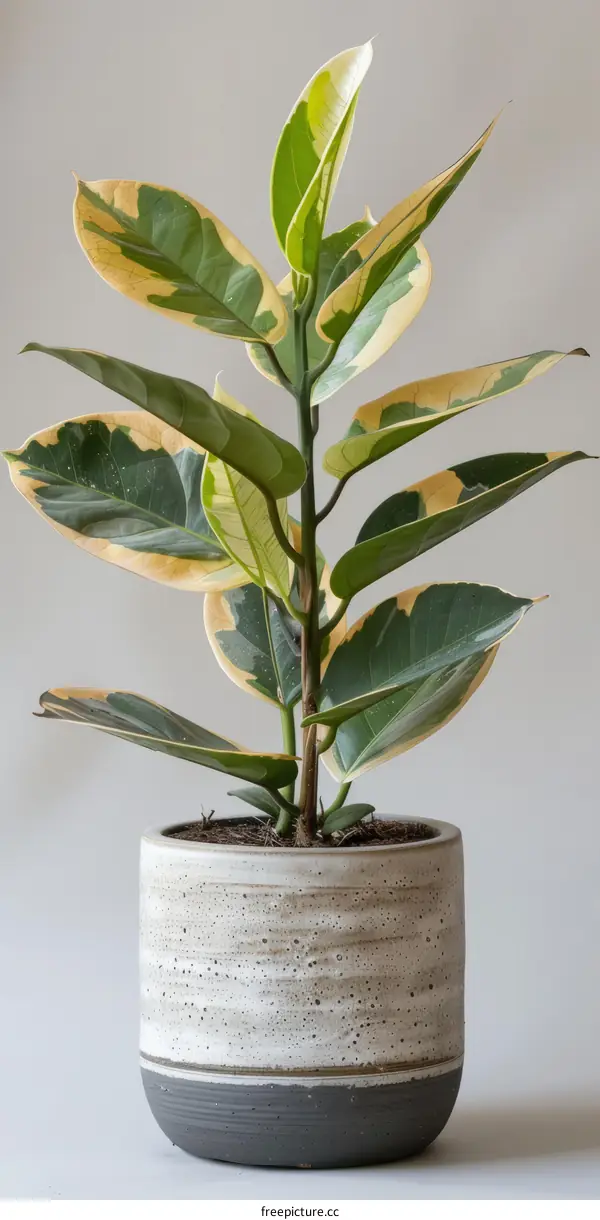A beautiful variegated Fiddle Leaf Fig plant in a ceramic pot