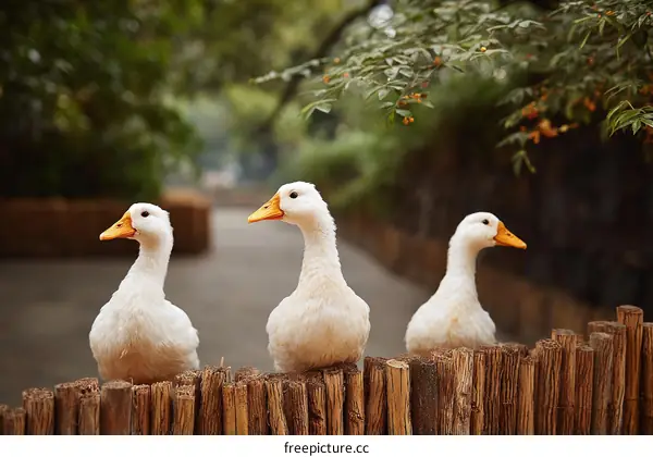 Three White Ducks Resting on a Wooden Fence