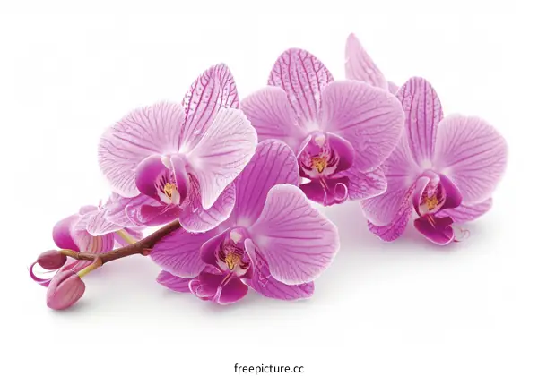 Light purple orchids on a white background