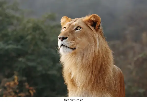 Majestic Lion Gazing into the Horizon