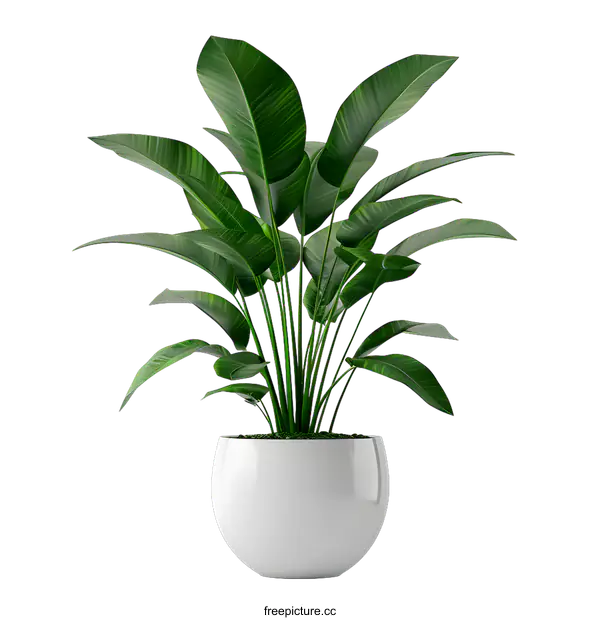[Transparent Background PNG]Green Plant in White Pot on White Background
