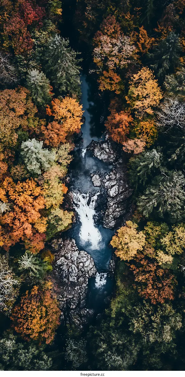 Aerial View of a Stream Winding Through Autumn Forest