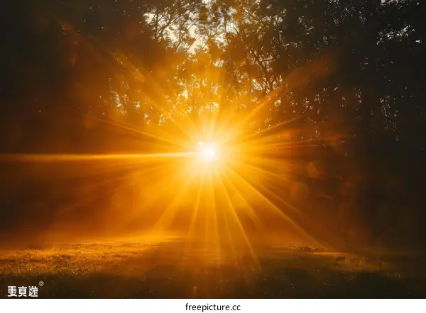 The sun shines through the trees in the forest