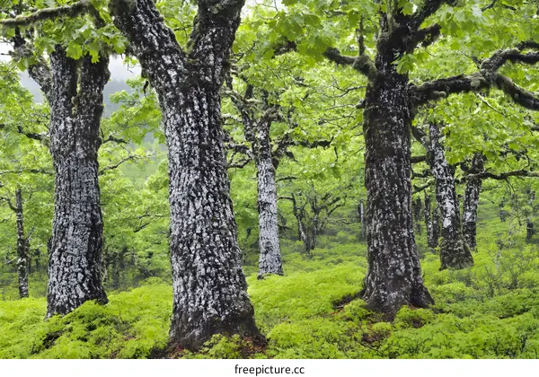 Forest Trees With Moss Covered Trunks