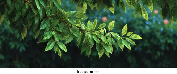 Closeup of Fresh Green Leaves on Branch