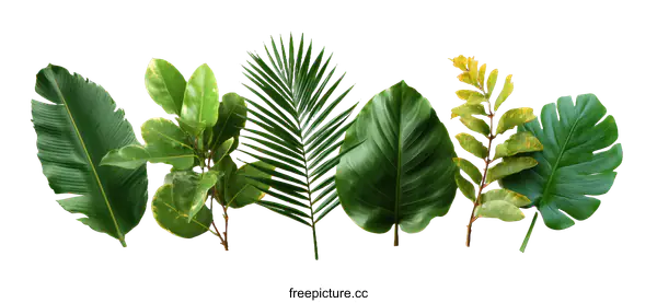 [Transparent Background PNG]Arrangement of Tropical Leaves on White Background