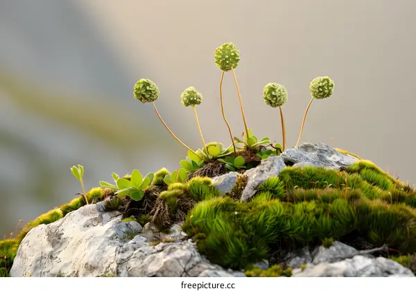 Green Mossy Rock with Small White Flowers
