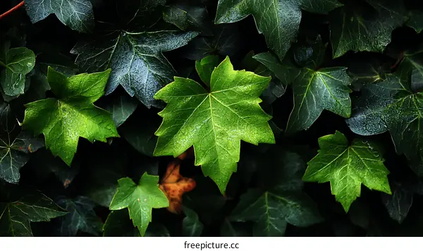 Close Up of Lush Green Leaves