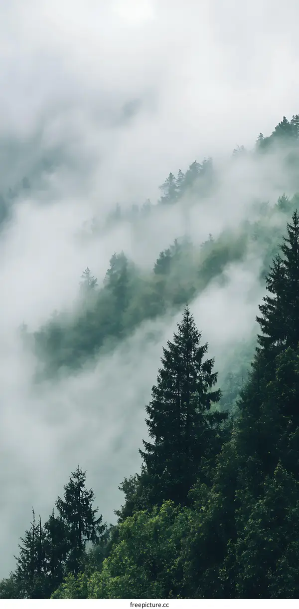 Foggy Forest in the Mountains