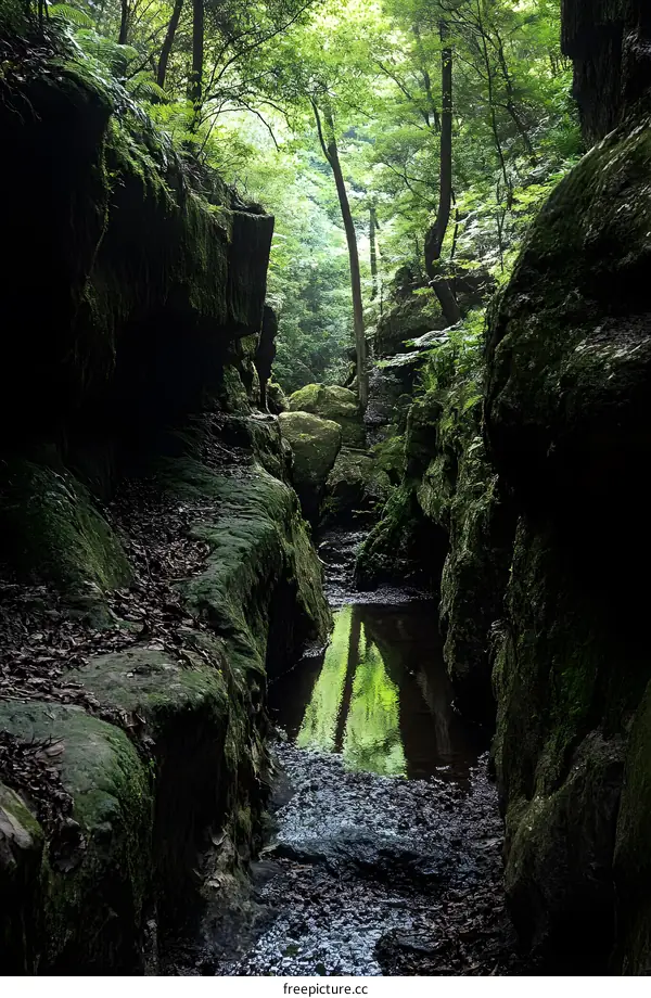 Green Canyon in Forest with Reflection
