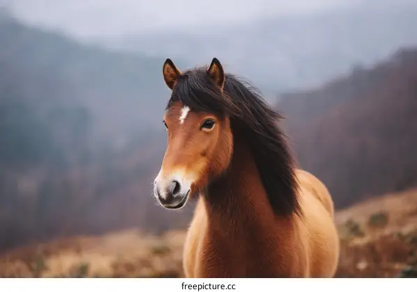Portrait of a Majestic Horse in a Misty Landscape