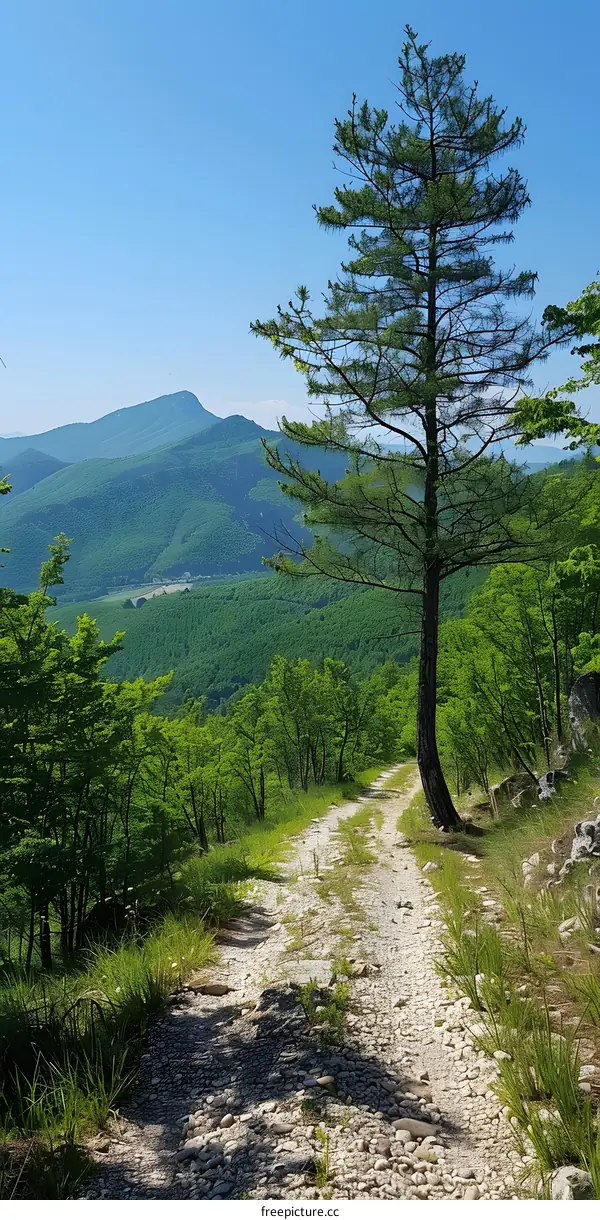 Rocky path through the forest