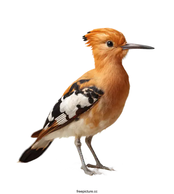 [Transparent Background PNG]Beautiful Hoopoe Bird Portrait on White Background