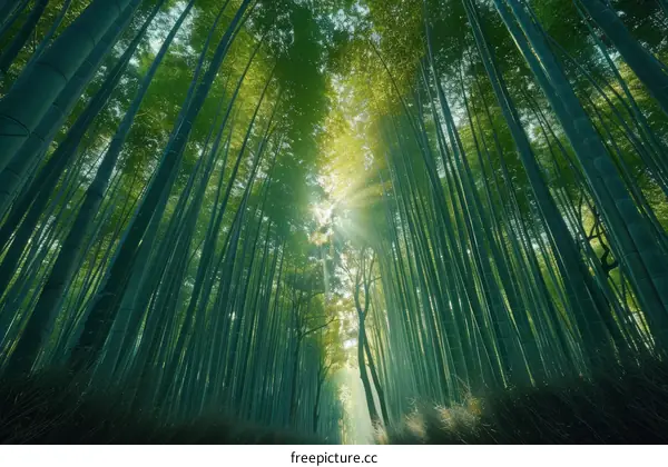 Sun shining through a bamboo forest