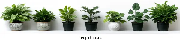 Arrangement of Various Indoor Plants in Pots