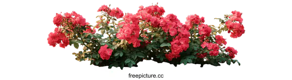 [Transparent Background PNG]Beautiful Red Roses in a Garden