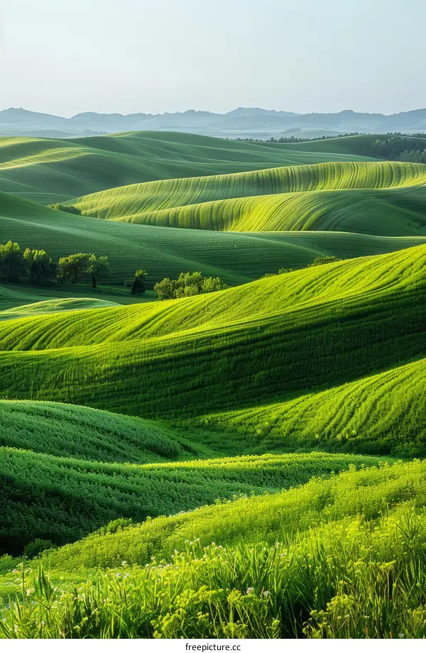 Picturesque green rolling hills of Tuscany, Italy