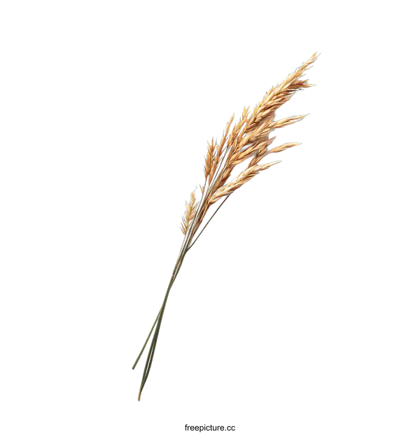 [Transparent Background PNG]Dried Wheat Ears on White Background