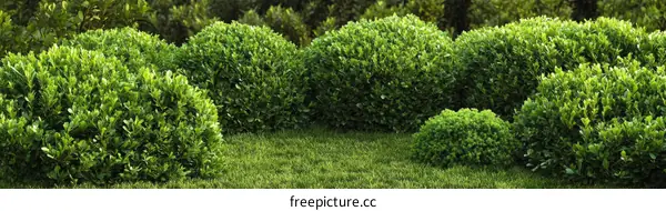 Trimmed Hedged Bushes in a Garden Landscape