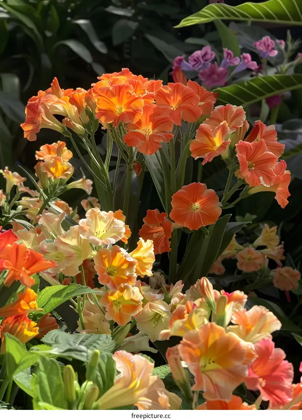 Closeup of Orange Flowers in the Garden