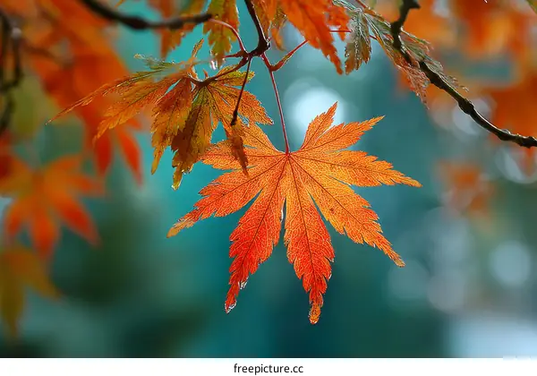 Autumn Maple Leaf Detail Closeup