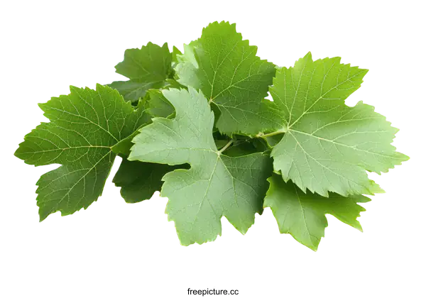 [Transparent Background PNG]Fresh Green Grape Leaves Close Up