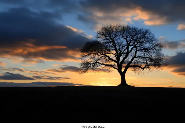 Silhouette of a Tree Against a Dramatic Sunset Sky