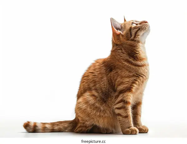 A ginger cat looking up