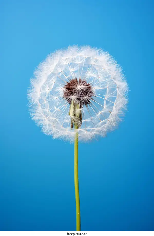 Single Dandelion Flower Isolated on Blue Background