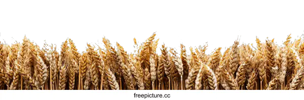 [Transparent Background PNG]Golden Wheat Field Against White Background