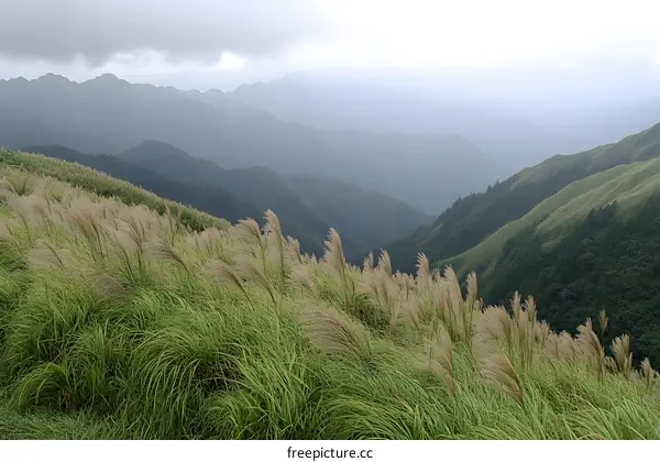 Misty Mountain Landscape with Tall Grass