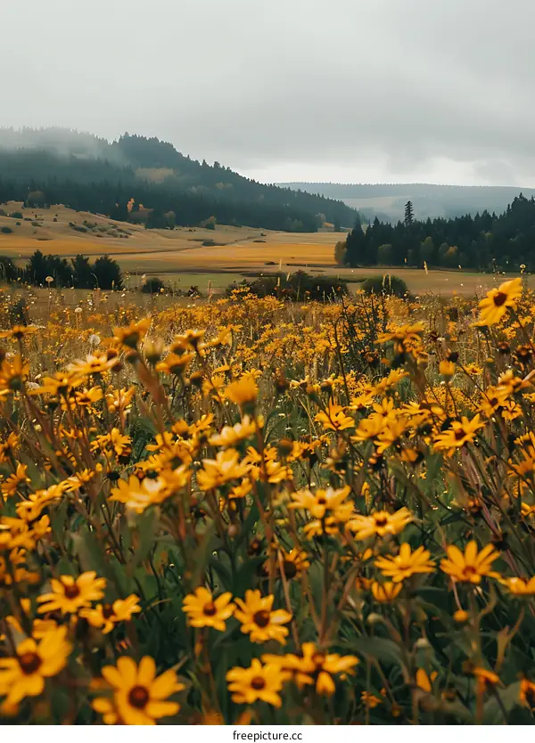 Yellow Wildflowers Meadow in Front of Mountain Landscape
