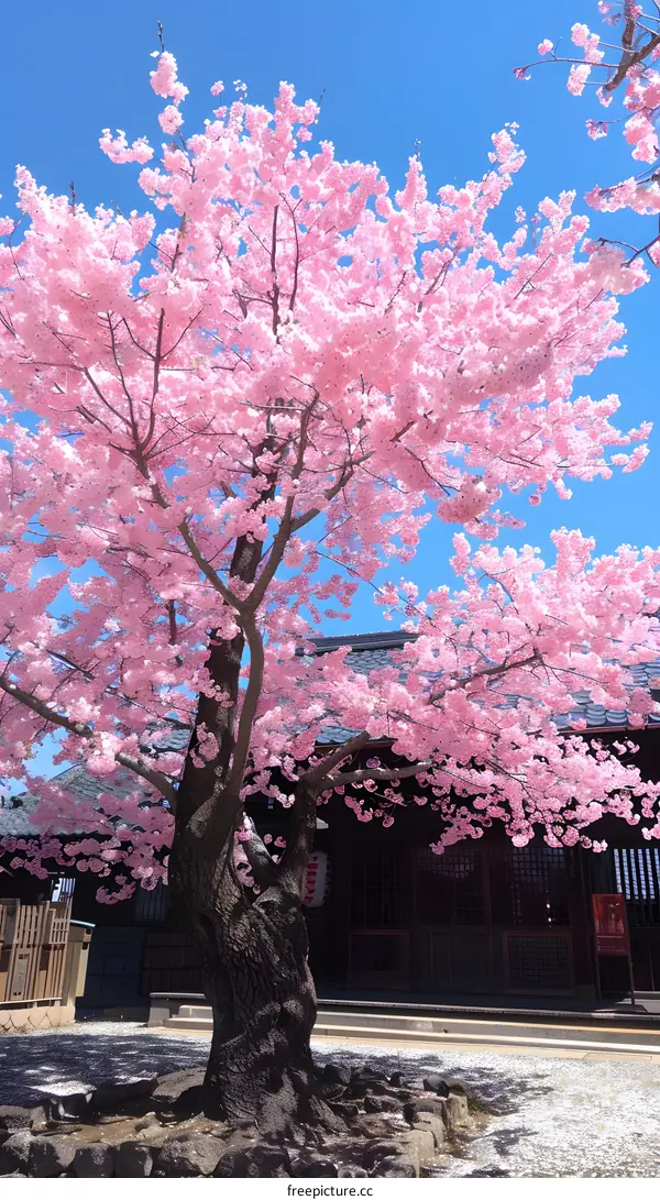Japanese cherry blossom tree in full bloom