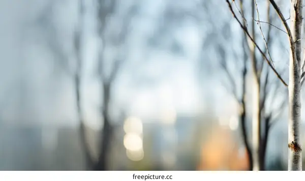 Blurred Winter Trees and Cityscape