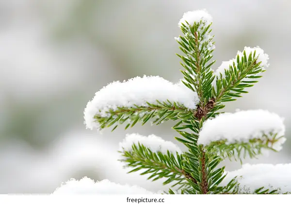 Snow Covered Pine Branch