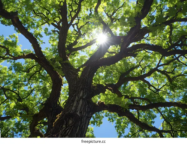 Looking up through the branches of a giant oak tree