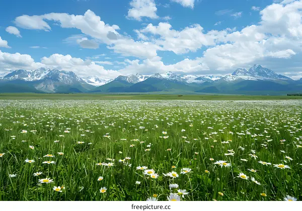 A Beautiful Landscape of Daisy Flowers in a Mountain Valley
