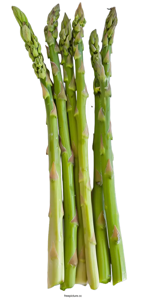 [Transparent Background PNG]Fresh Green Asparagus Spears on White Background