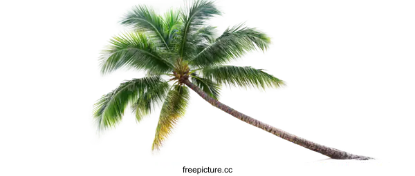[Transparent Background PNG]Leaning Coconut Palm Tree Isolated on White Background