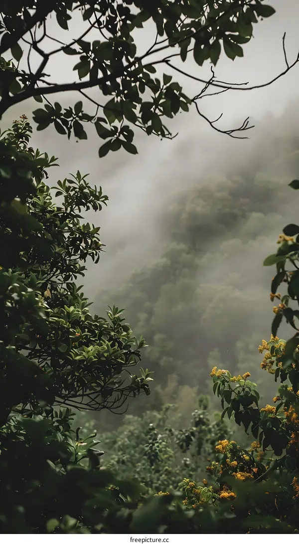 Green Leaves and Foggy Mountains