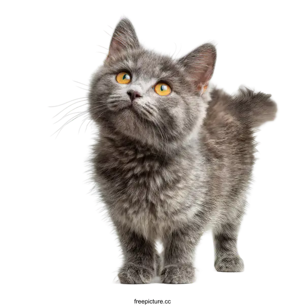 [Transparent Background PNG]Adorable Gray Kitten Looking Up