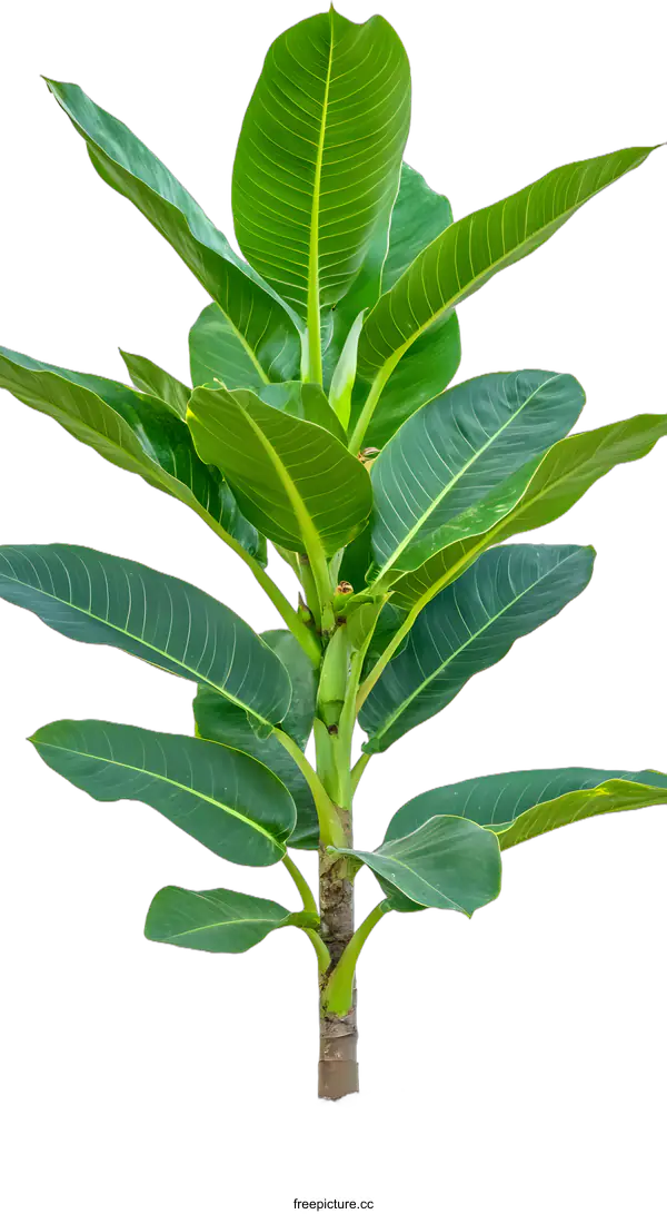 [Transparent Background PNG]Green Plant with Lush Leaves Isolated on White Background