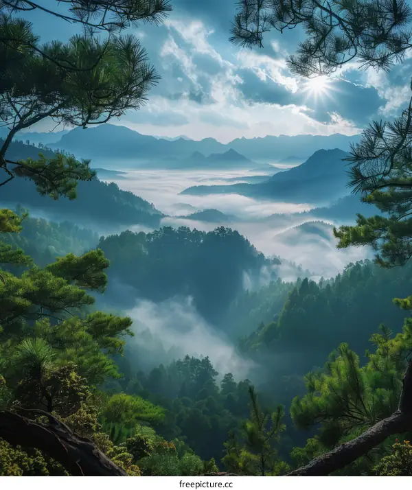Sunlight Streaming Through Mountain Valley Forest