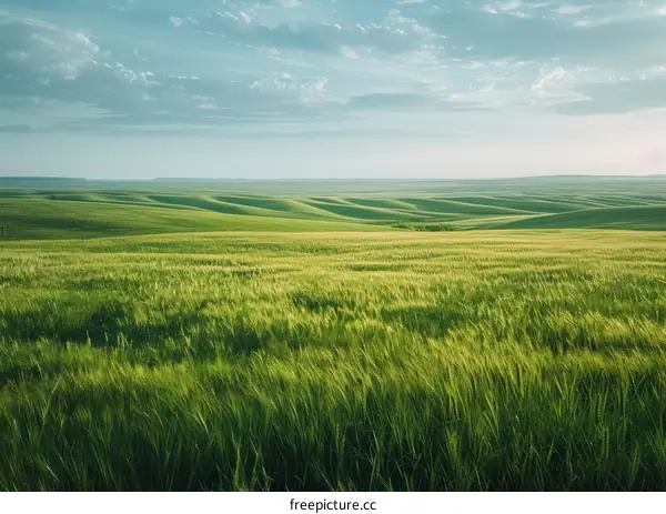 Green Wheat Field with Blue Sky and White Clouds